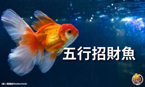 風水 魚